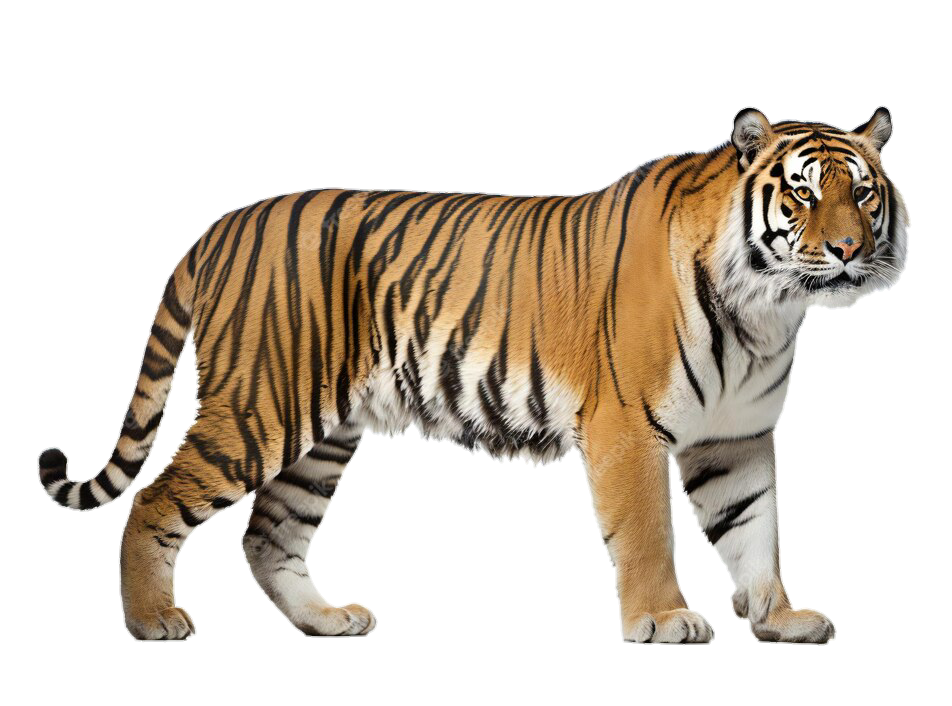 tiger-52