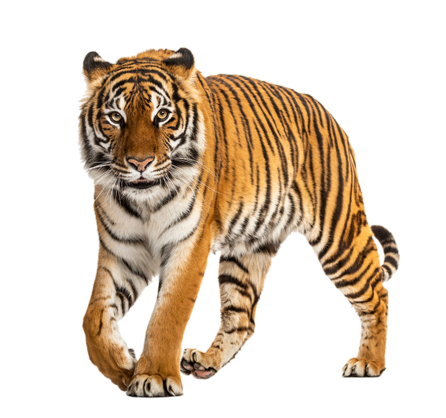 tiger-53
