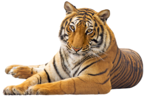 Transparent Tiger Png Image