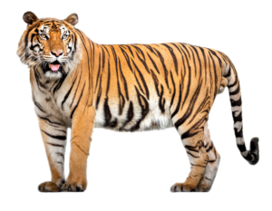 Full HD Tiger Png