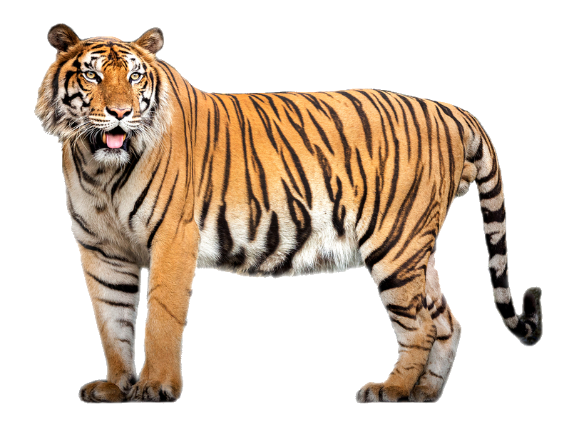 tiger-55