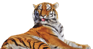 Free Tiger Png