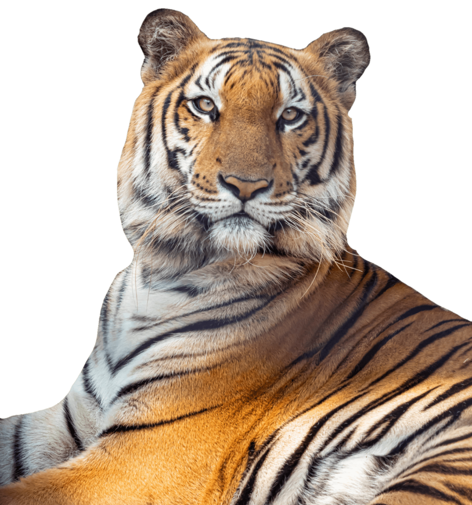 40+ Free Tiger PNG Images With Transparent Background - Pngfre