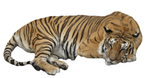 Sleeping Tiger PNG