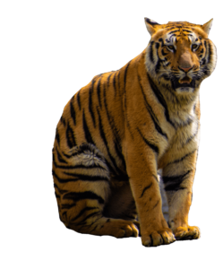 Cat Tiger PNG