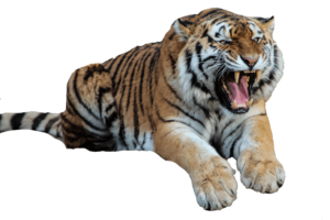 Angry Tiger PNG