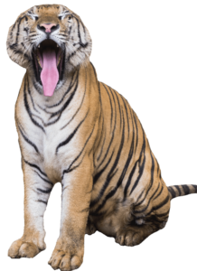Free Tiger PNG Download