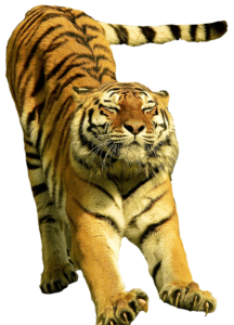 Free Tiger Png Image with Transparent Background