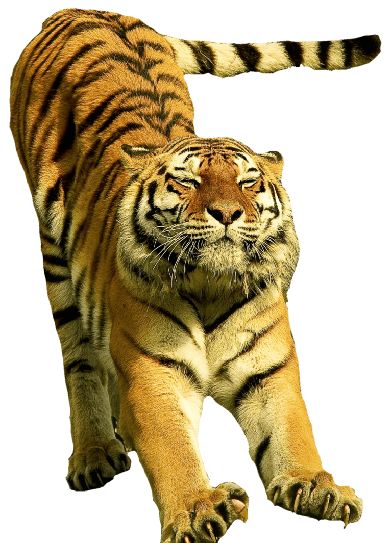 Tiger Png Transparent Images Free Download Pngfre