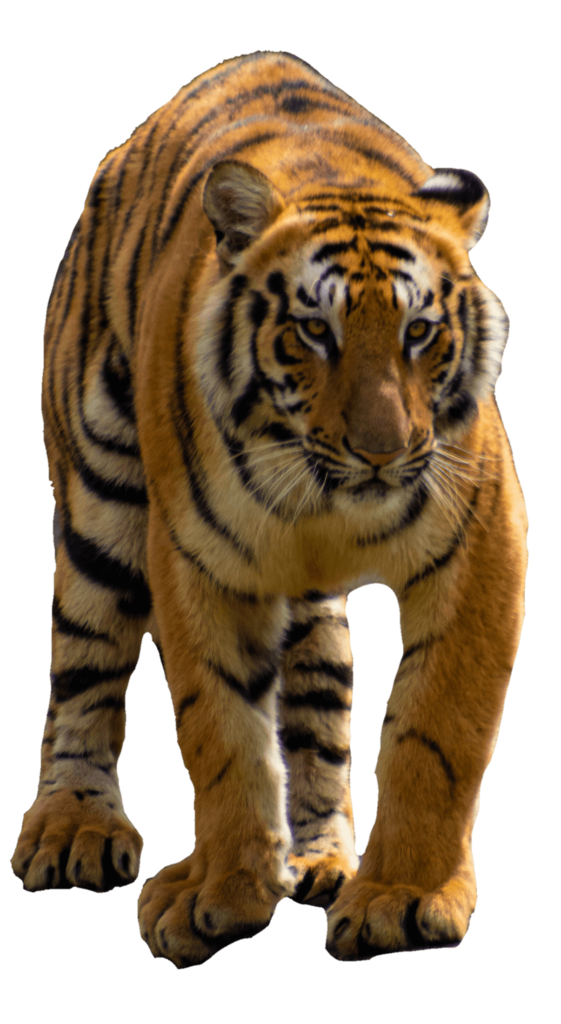 40+ Free Tiger PNG Images With Transparent Background - Pngfre