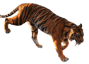 Tiger PNG Download