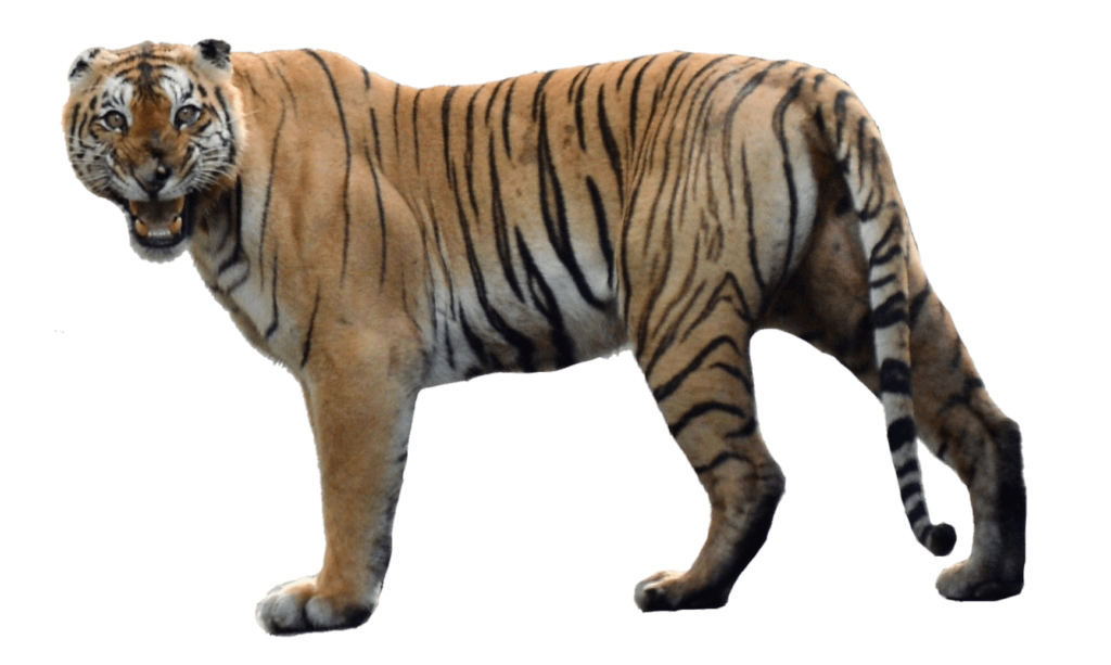 Tiger Cartoon png download - 864*748 - Free Transparent Tiger png