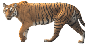 Full Tiger PNG