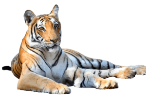 Tiger PNG Image with transparent background