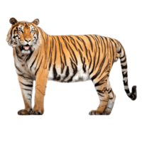 Tiger Png Image