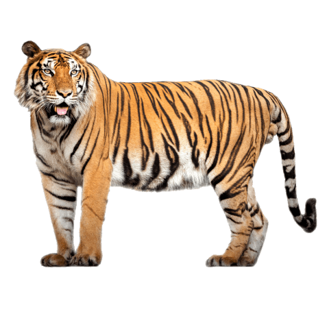 tiger-poster