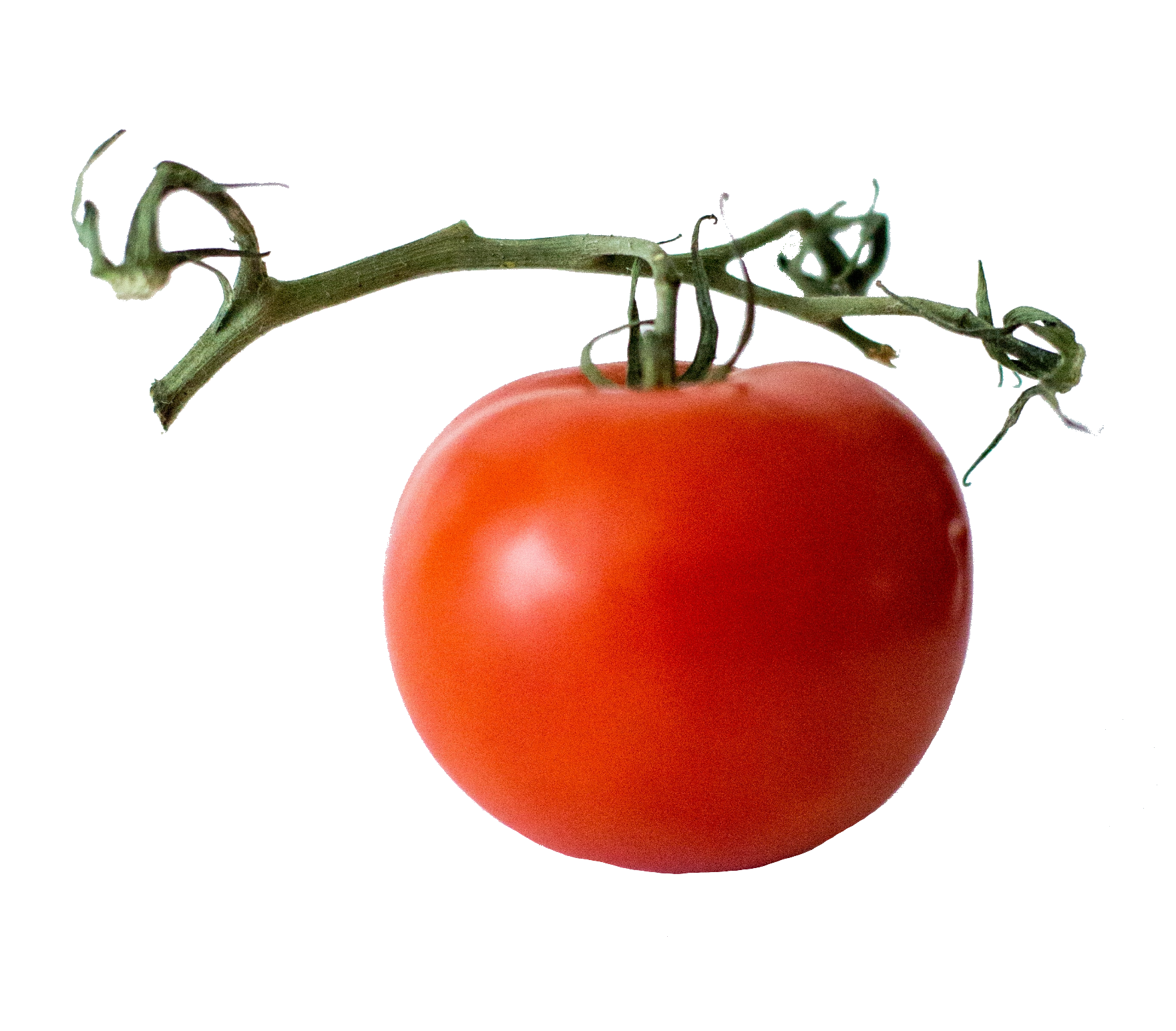 tomato-41