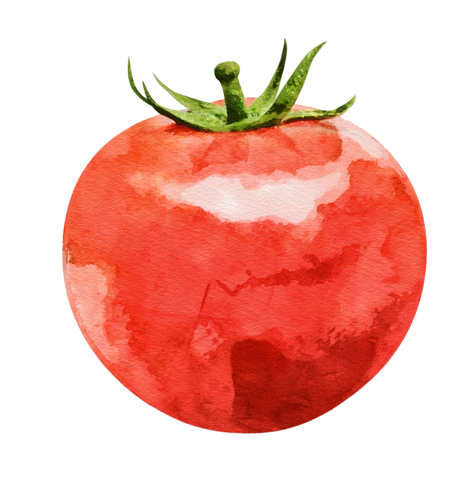 tomato-50