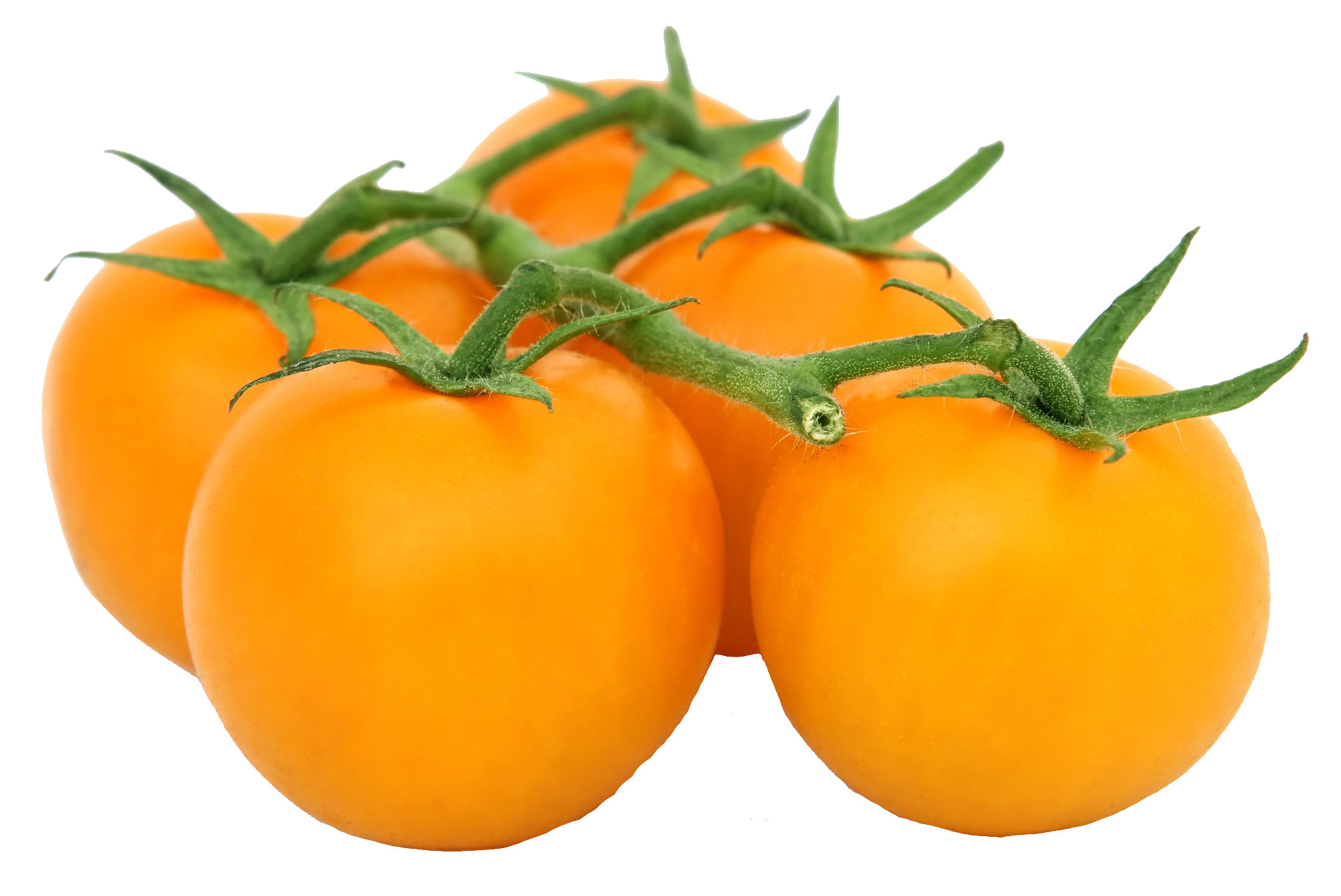 tomato-54