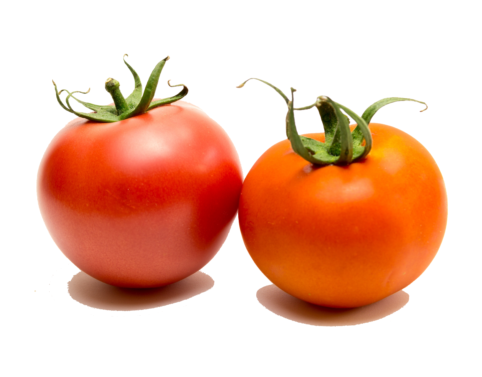 tomato-55