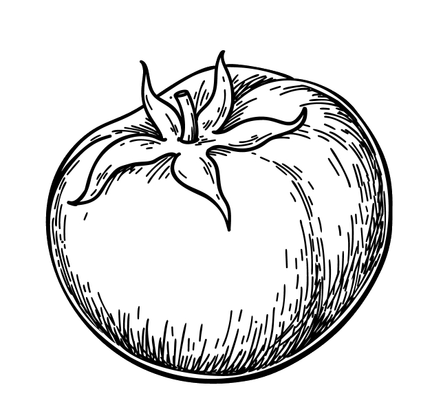 Tomato Sketch Png