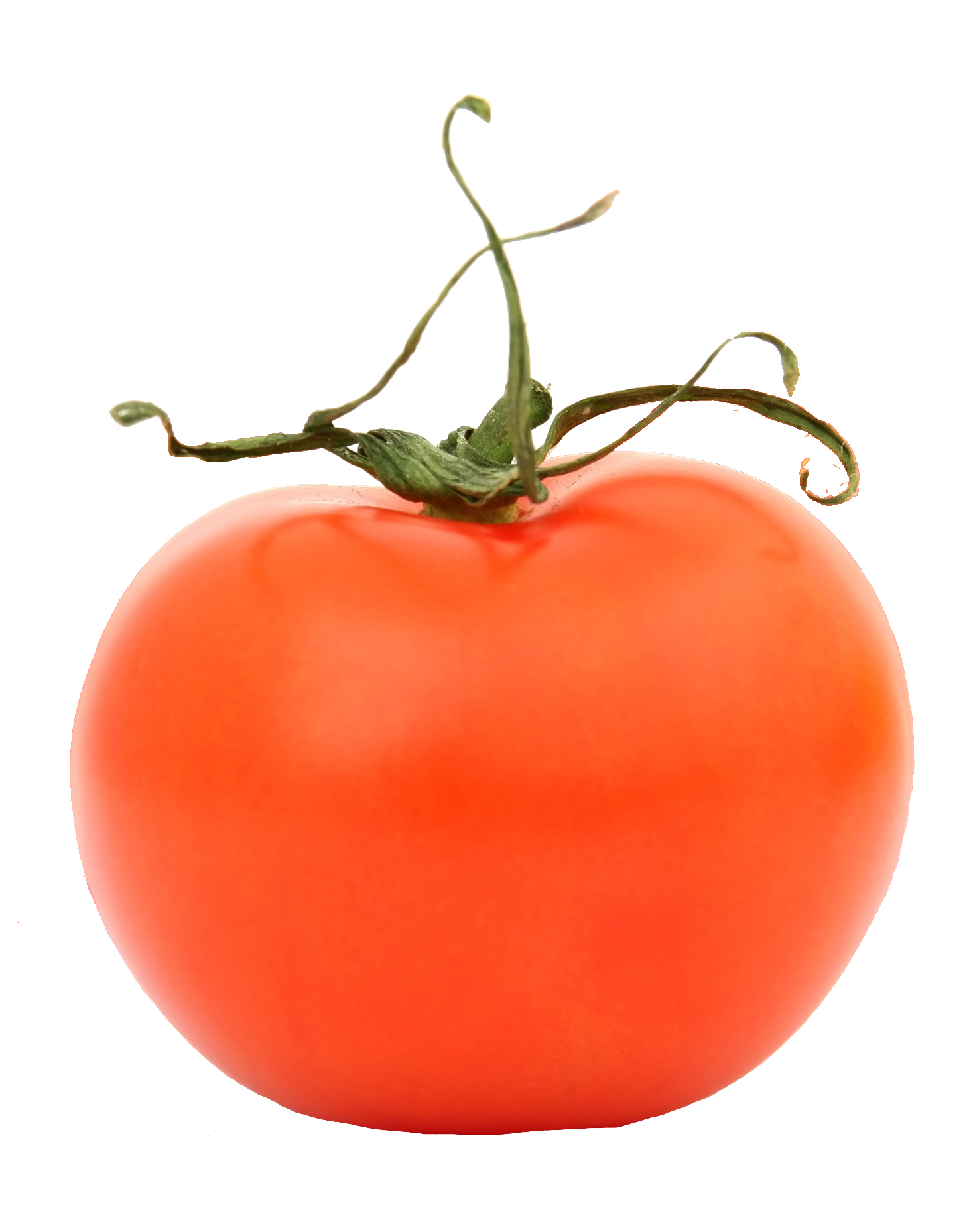 tomato-65