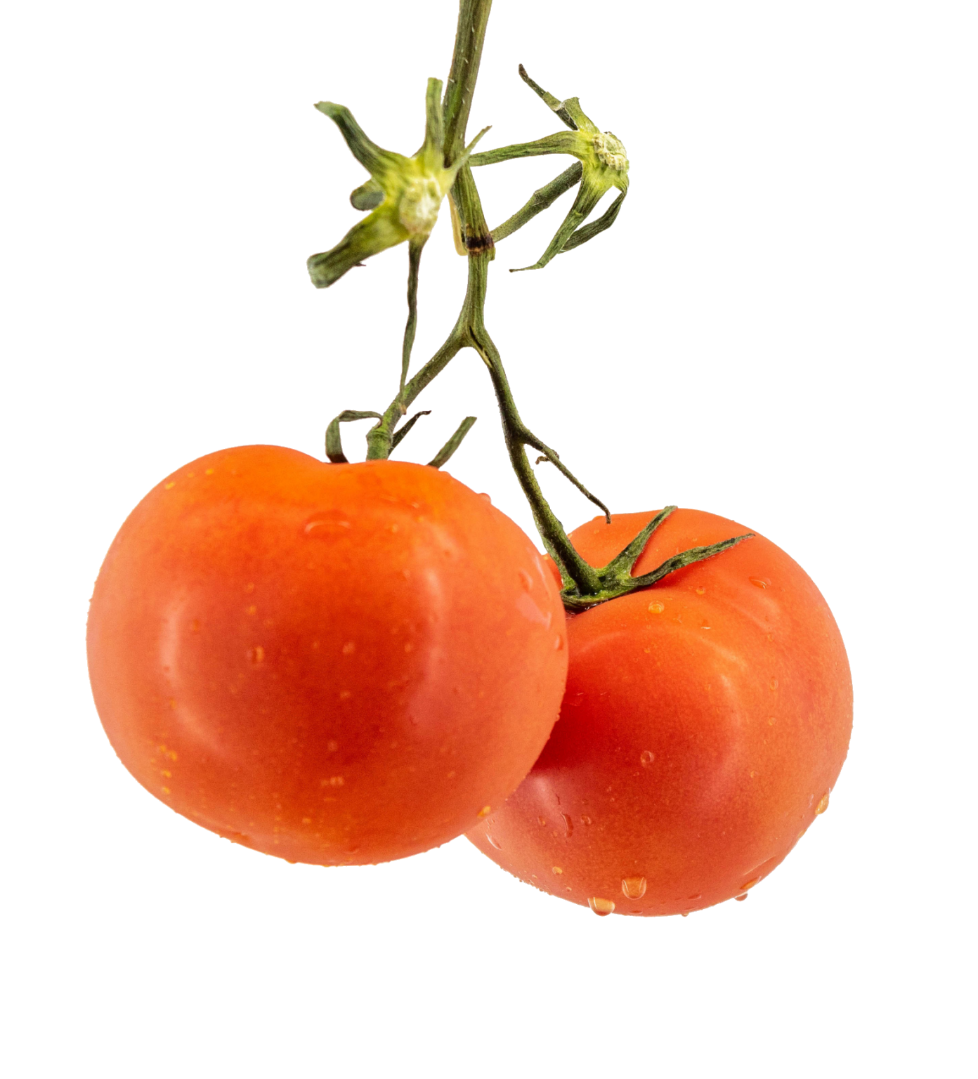 Tomato PNG Transparent Images Free Download Pngfre