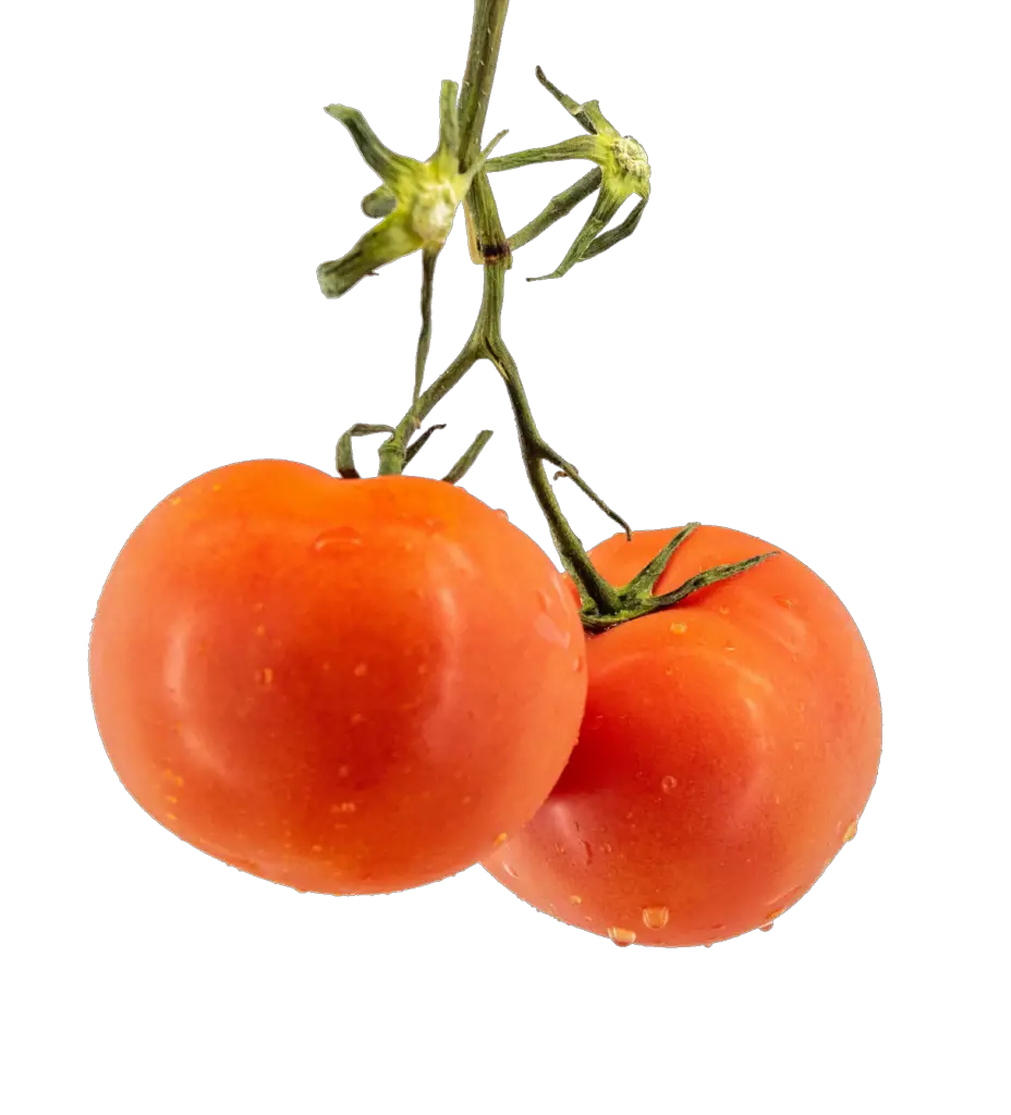 Fresh Tomato Png