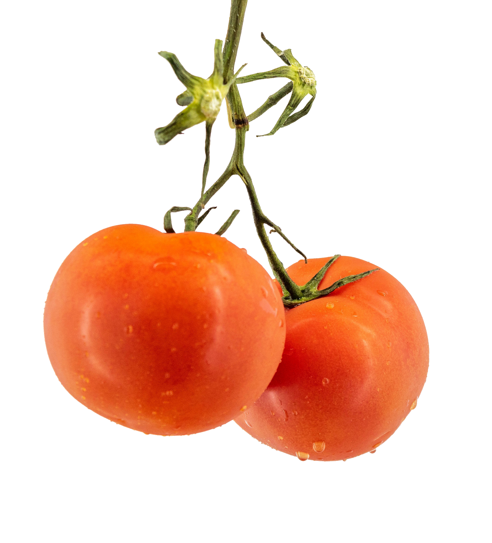 tomato-66