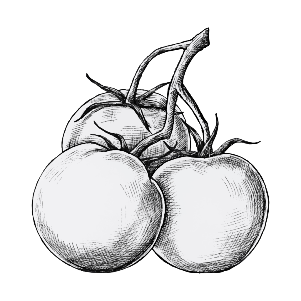 Tomatoes Skech Png