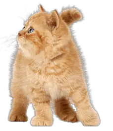 Cat PNG Transparent Images Free Download - Pngfre