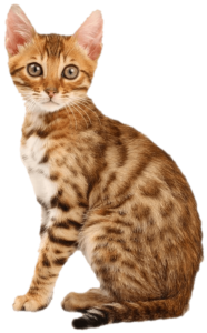 small cat png