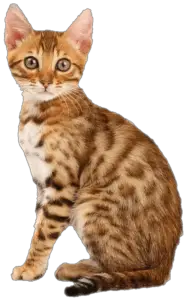 small cat png