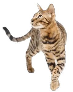 Transparent cat png image