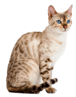 Cat PNG Images free Download - Pngfre