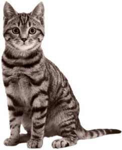 cat png image with transparent background
