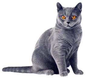 High Quality Cat Png