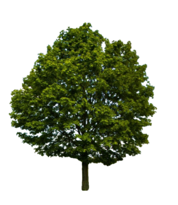 Forest Tree PNG Image
