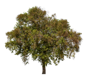 High-resolution Tree PNG