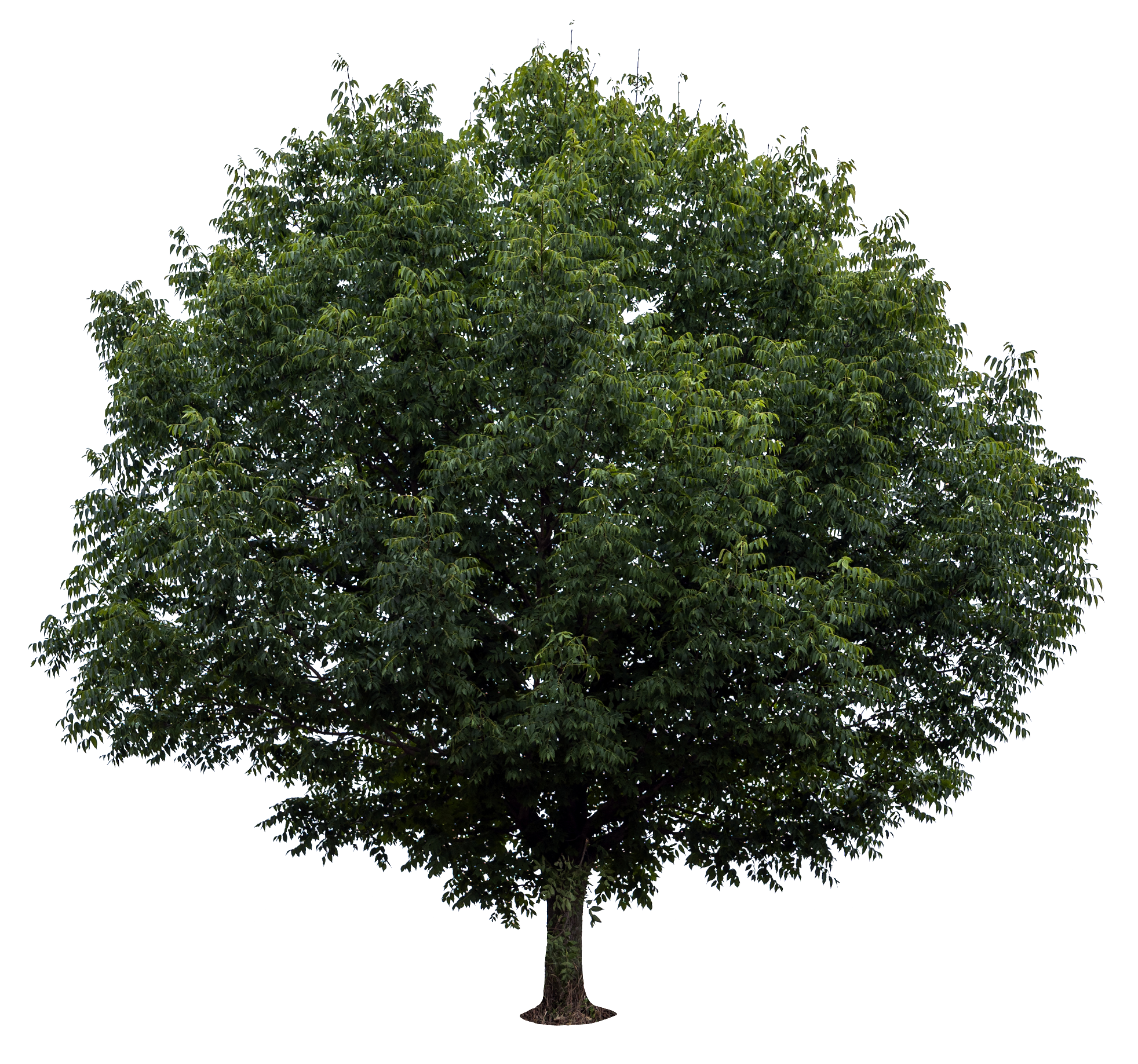 tree-56