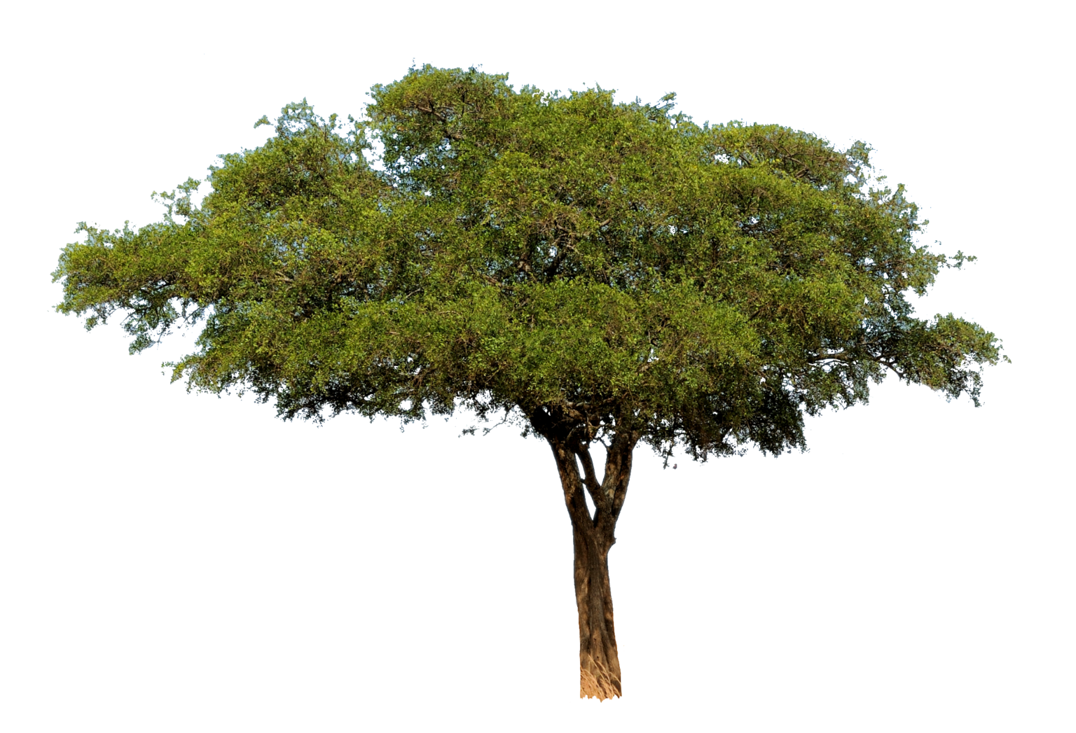 Tree PNG Images free Download - Pngfre