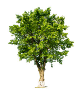 Transparent Tree PNG Image