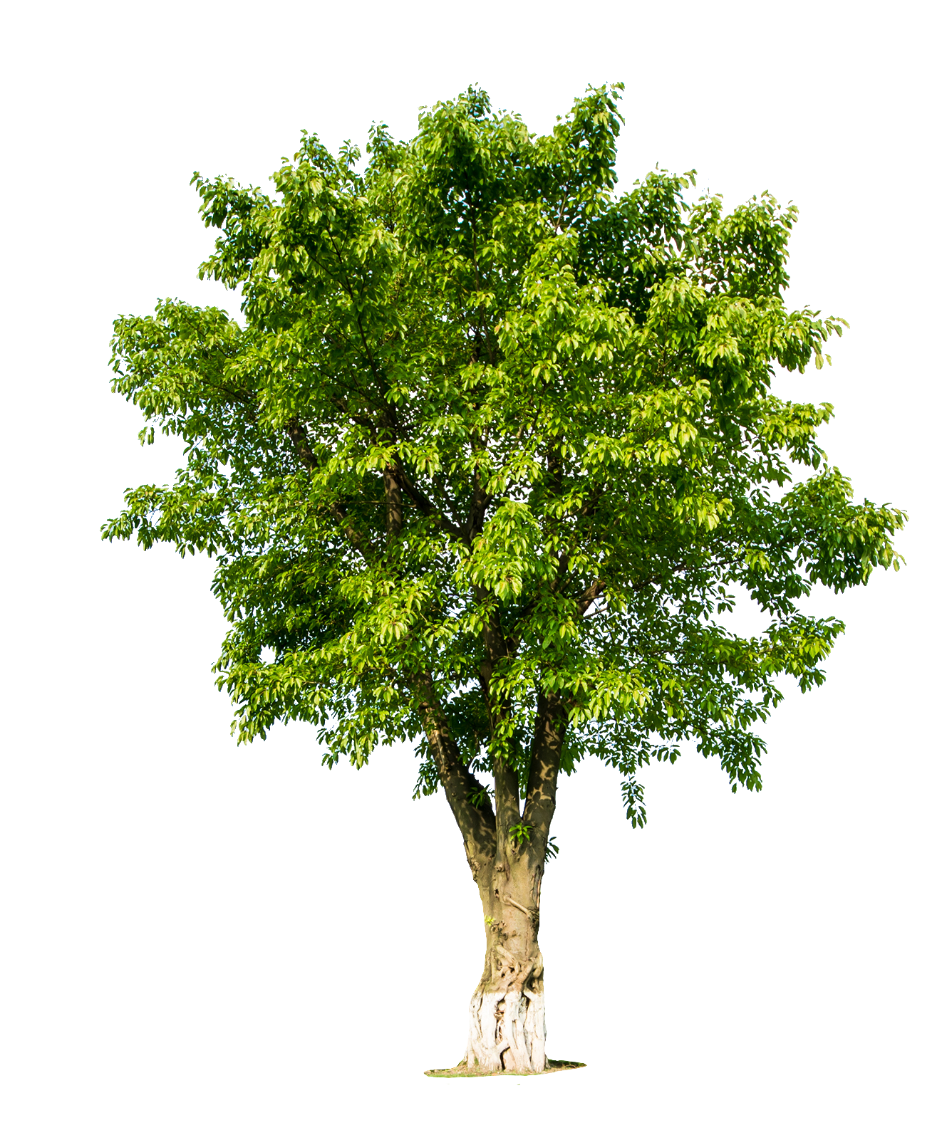 tree-60