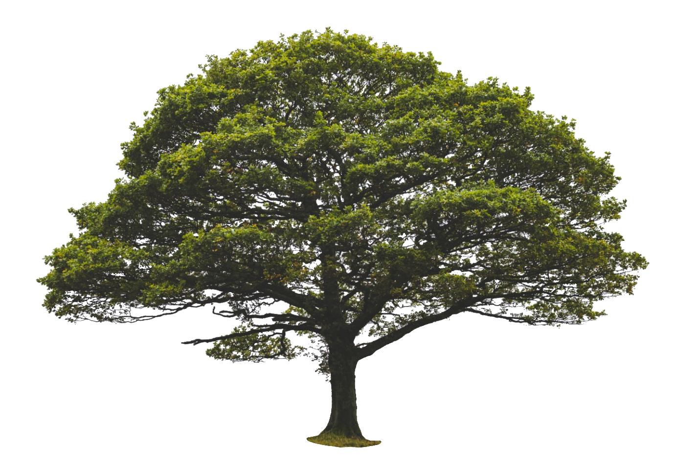 tree-63