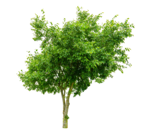 Natural Tree PNG