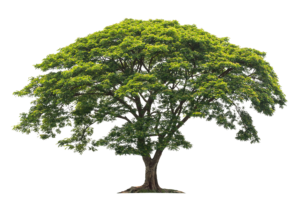 Tree PNG Image