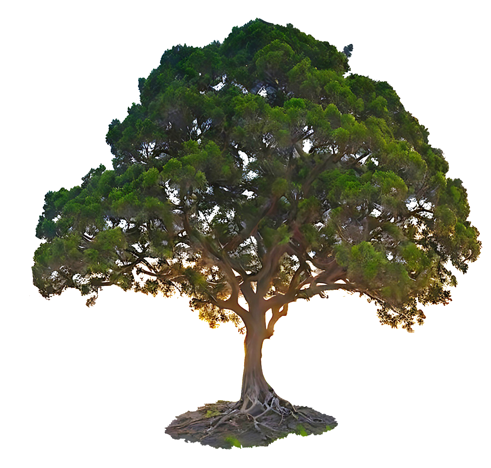 tree-71