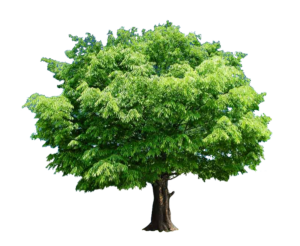 Oak Tree PNG
