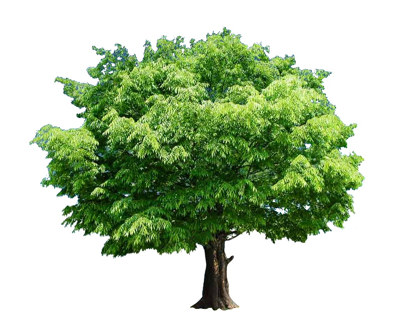 tree-82