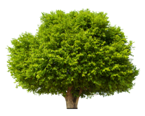 Realistic Tree PNG